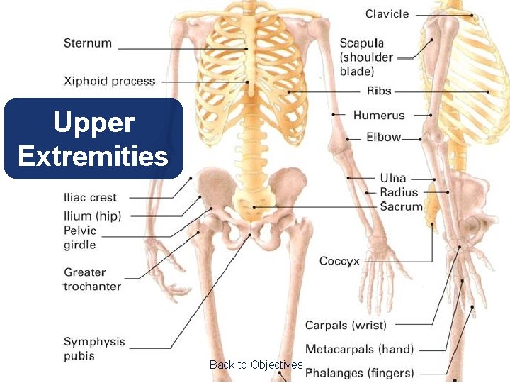 Upper Extremities Back to Objectives 