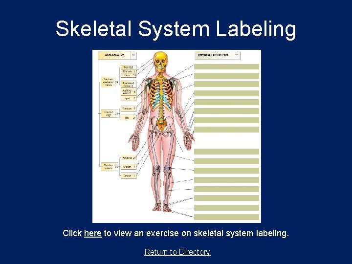 Skeletal System Labeling Click here to view an exercise on skeletal system labeling. Return