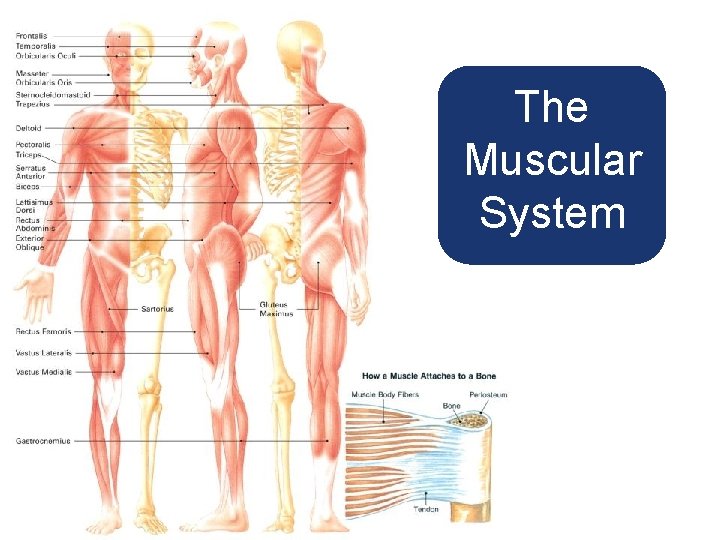 The Muscular System 