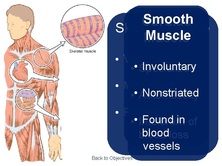Smooth Cardiac Skeletal Muscle • Voluntary Involuntary • • Specialized • Movement Nonstriated •