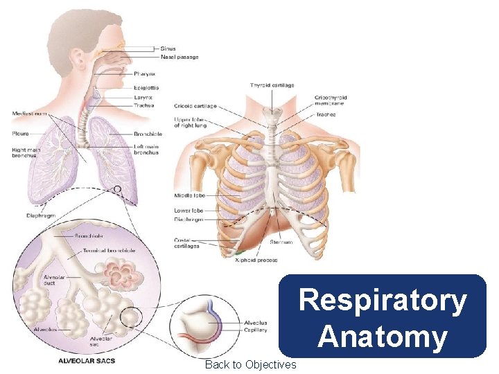 Respiratory Anatomy Back to Objectives 