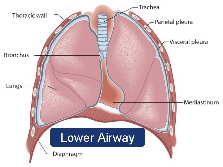 Lower Airway 