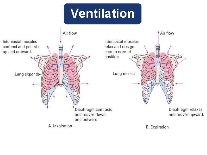 Ventilation 