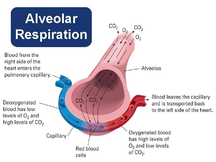 Alveolar Respiration 