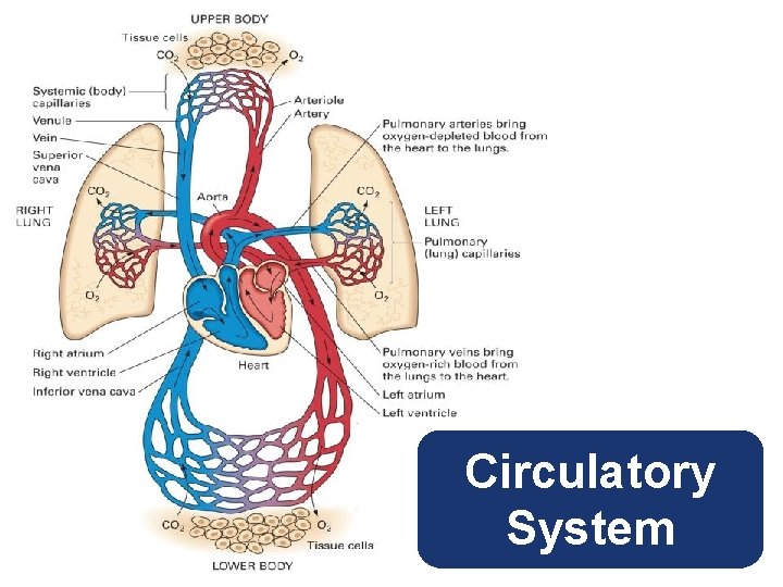 Circulatory System 
