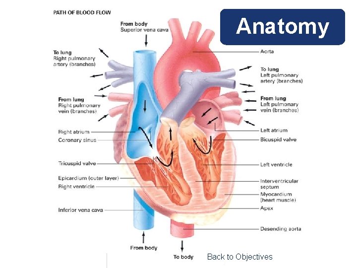 Anatomy Back to Objectives 