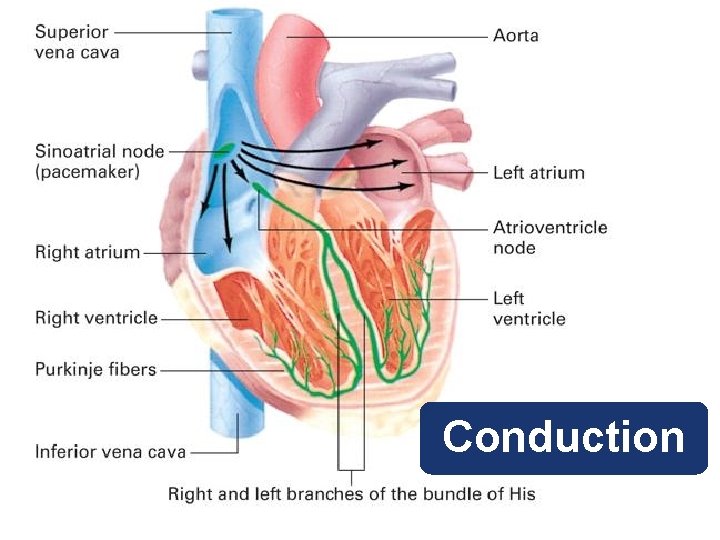 Conduction 