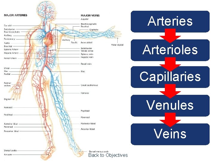 Arteries Arterioles Capillaries Venules Veins Back to Objectives 