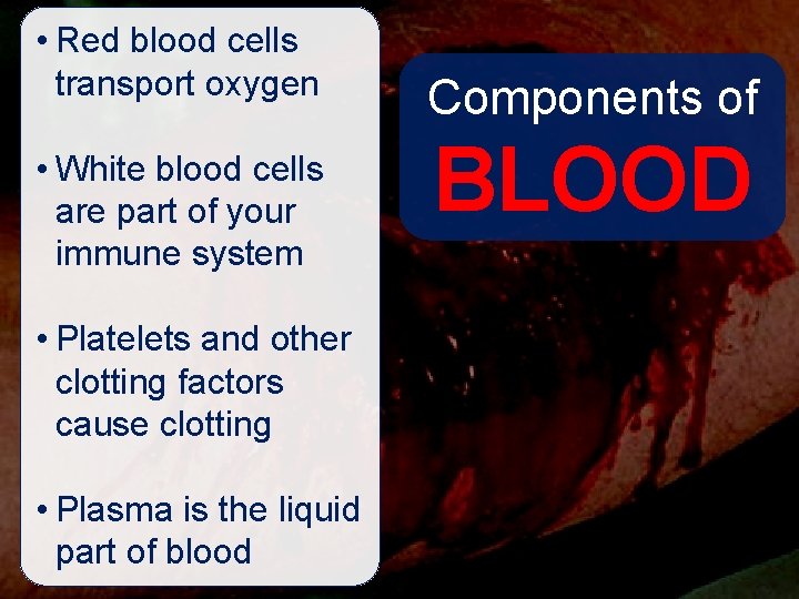  • Red blood cells transport oxygen • White blood cells are part of