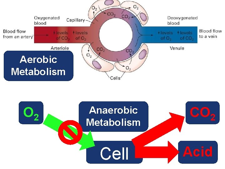 Aerobic Metabolism O 2 Anaerobic Metabolism Cell CO 2 Acid 