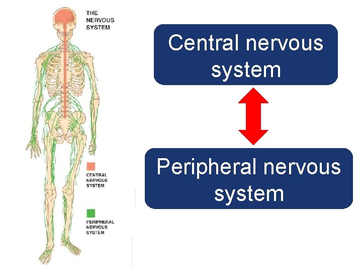 Central nervous system Peripheral nervous system 