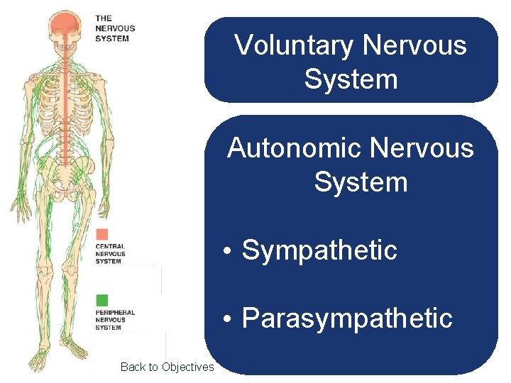 Voluntary Nervous System Autonomic Nervous System • Sympathetic • Parasympathetic Back to Objectives 