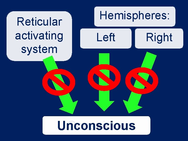 Reticular activating system Hemispheres: Left Conscious Unconscious Right 