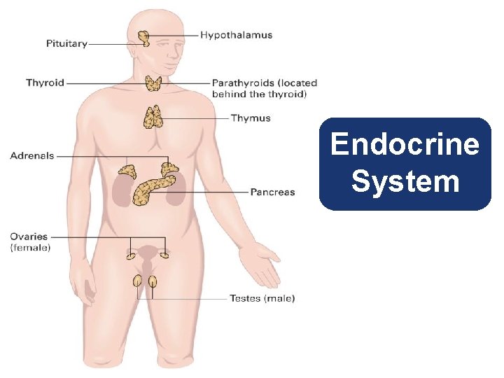 Endocrine System 