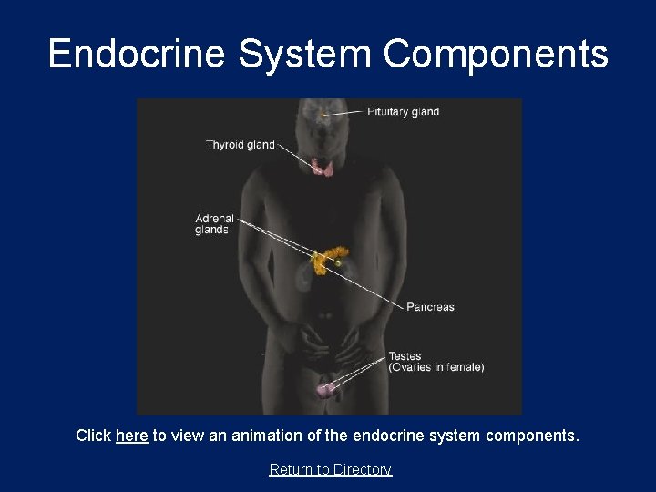 Endocrine System Components Click here to view an animation of the endocrine system components.