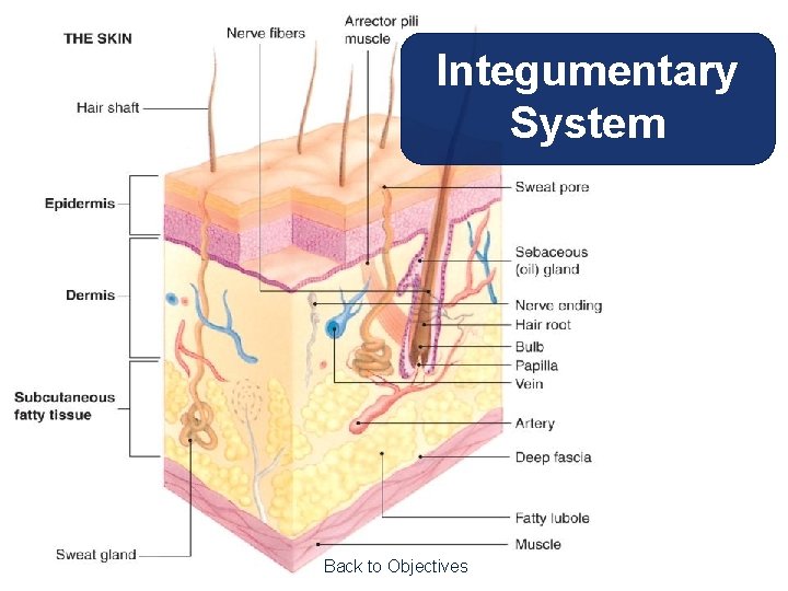 Integumentary System Back to Objectives 