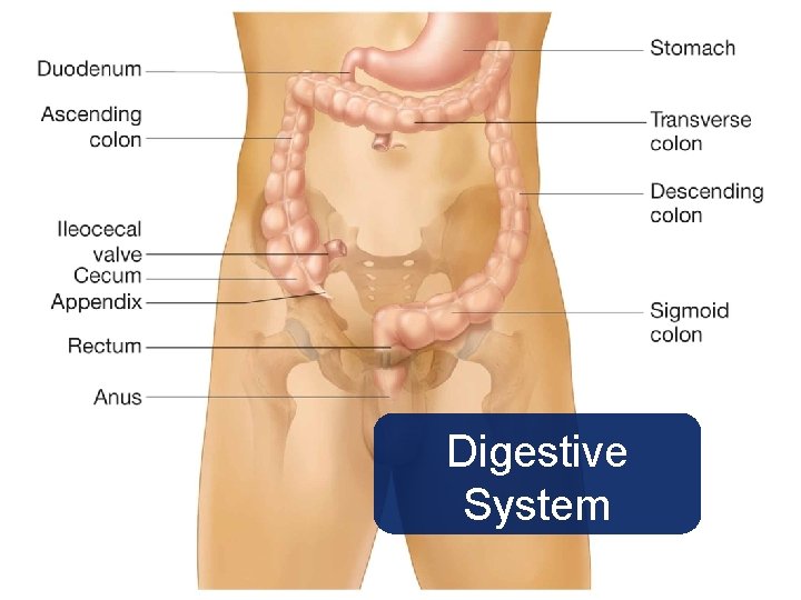 Digestive System 