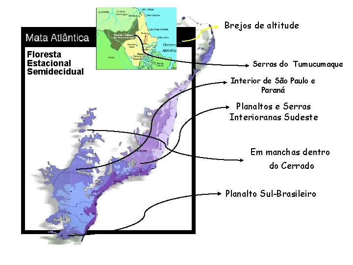 Brejos de altitude Floresta Estacional Semidecidual Serras do Tumucumaque Interior de São Paulo e