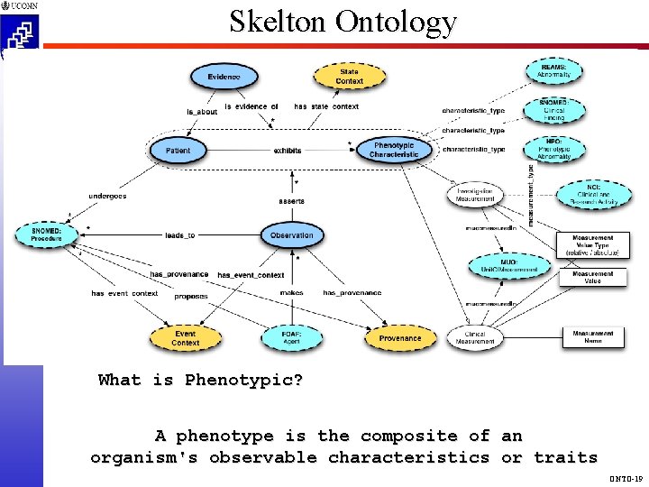 Skelton Ontology CSE 4095 5810 What is Phenotypic? A phenotype is the composite of