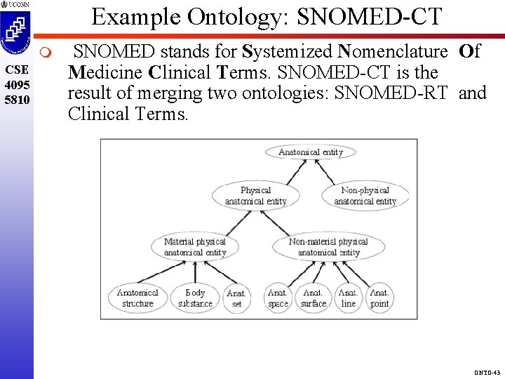 Example Ontology: SNOMED-CT m CSE 4095 5810 SNOMED stands for Systemized Nomenclature Of SNOMED