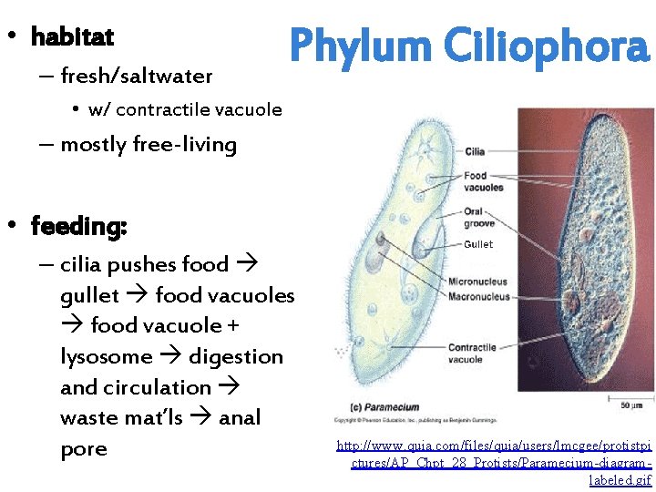  • habitat – fresh/saltwater Phylum Ciliophora • w/ contractile vacuole – mostly free-living