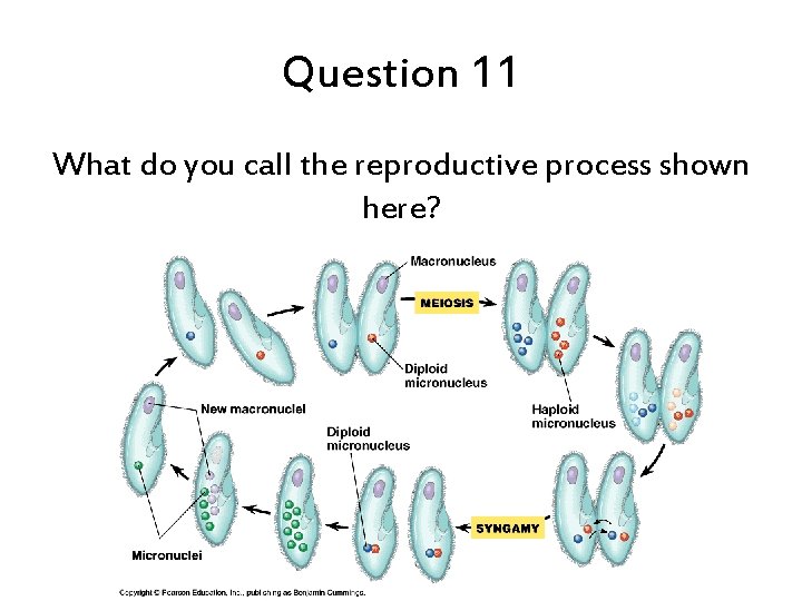 Question 11 What do you call the reproductive process shown here? 