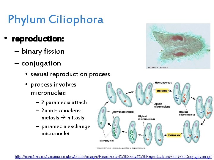 Phylum Ciliophora • reproduction: – binary fission – conjugation • sexual reproduction process •