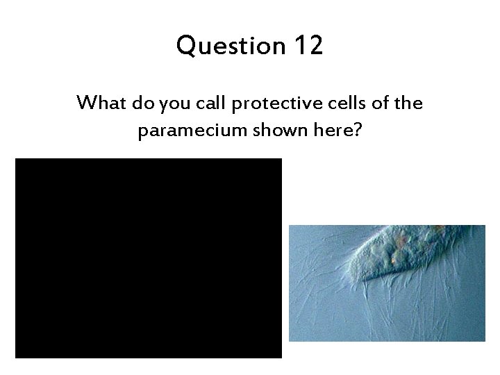 Question 12 What do you call protective cells of the paramecium shown here? 