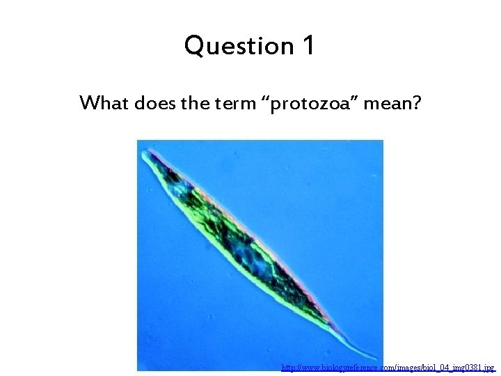 Question 1 What does the term “protozoa” mean? http: //www. biologyreference. com/images/biol_04_img 0381. jpg