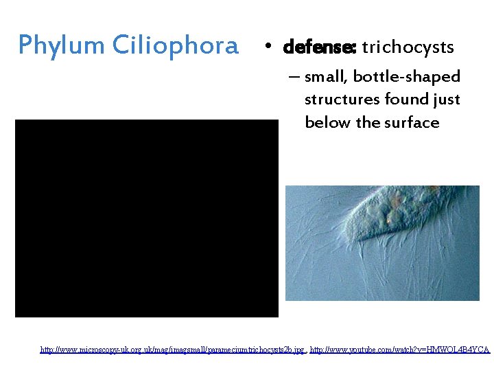 Phylum Ciliophora • defense: trichocysts – small, bottle-shaped structures found just below the surface