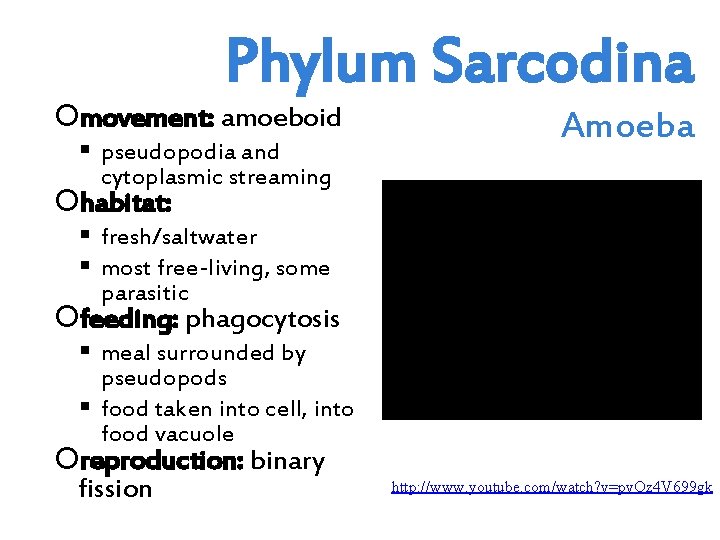 Phylum Sarcodina movement: amoeboid pseudopodia and cytoplasmic streaming Amoeba habitat: fresh/saltwater most free-living, some