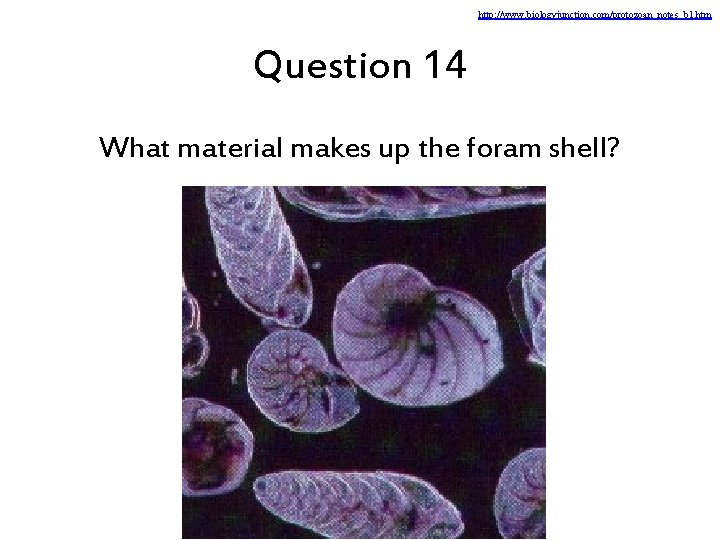 http: //www. biologyjunction. com/protozoan_notes_b 1. htm Question 14 What material makes up the foram