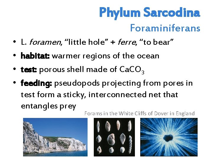 Phylum Sarcodina Foraminiferans • • L. foramen, “little hole” + ferre, “to bear” habitat: