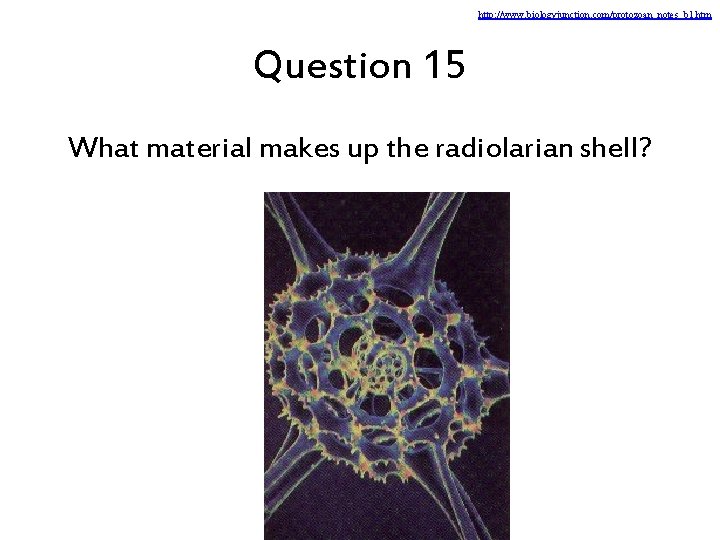 http: //www. biologyjunction. com/protozoan_notes_b 1. htm Question 15 What material makes up the radiolarian