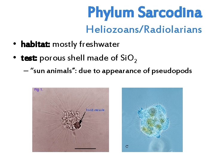 Phylum Sarcodina Heliozoans/Radiolarians • habitat: mostly freshwater • test: porous shell made of Si.