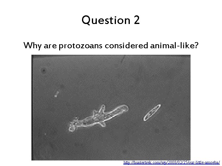 Question 2 Why are protozoans considered animal-like? http: //huntertrek. com/wp/2008/02/25/our-little-amoeba/ 