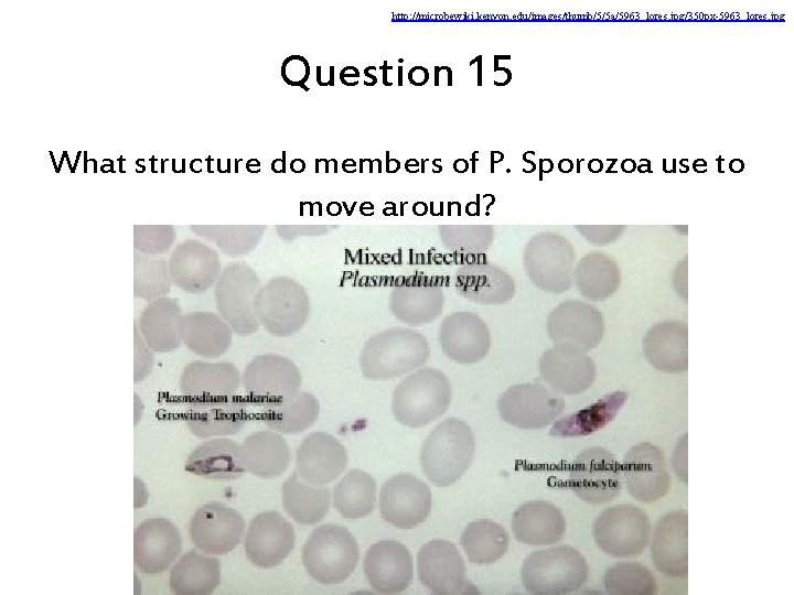 http: //microbewiki. kenyon. edu/images/thumb/5/5 a/5963_lores. jpg/350 px-5963_lores. jpg Question 15 What structure do members