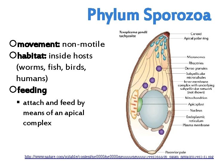 Phylum Sporozoa movement: non-motile habitat: inside hosts (worms, fish, birds, humans) feeding attach and