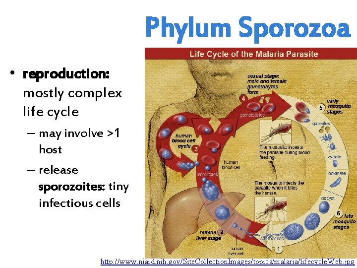 Phylum Sporozoa • reproduction: mostly complex life cycle – may involve >1 host –