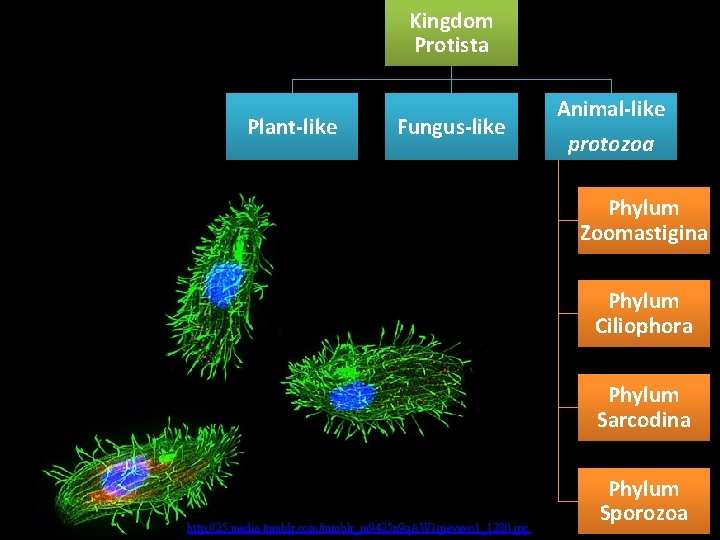 Kingdom Protista Plant-like Fungus-like Animal-like protozoa Phylum Zoomastigina Phylum Ciliophora Phylum Sarcodina http: //25.