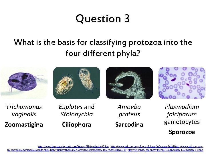 Question 3 What is the basis for classifying protozoa into the four different phyla?