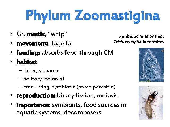 Phylum Zoomastigina • • Gr. mastix, “whip” Symbiotic relationship: Trichonympha in termites movement: flagella