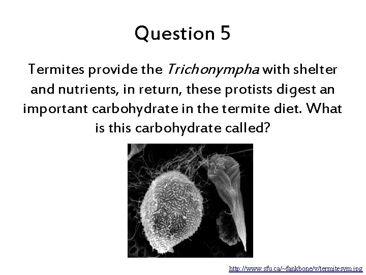 Question 5 Termites provide the Trichonympha with shelter and nutrients, in return, these protists