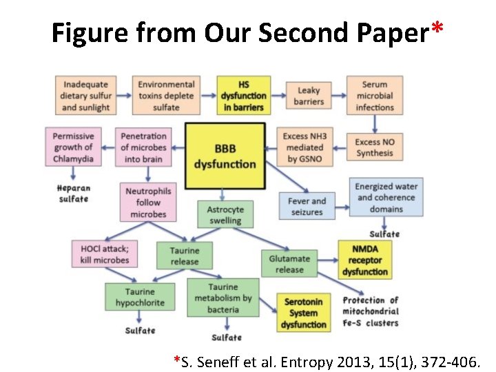 Figure from Our Second Paper* *S. Seneff et al. Entropy 2013, 15(1), 372 -406.