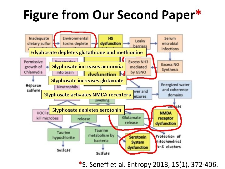 Figure from Our Second Paper* Glyphosate depletes glutathione and methionine Glyphosate increases ammonia Glyphosate