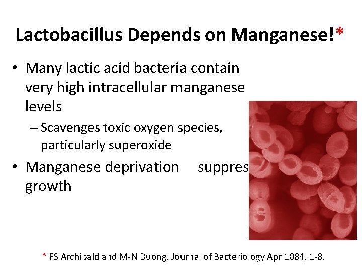 Lactobacillus Depends on Manganese!* • Many lactic acid bacteria contain very high intracellular manganese