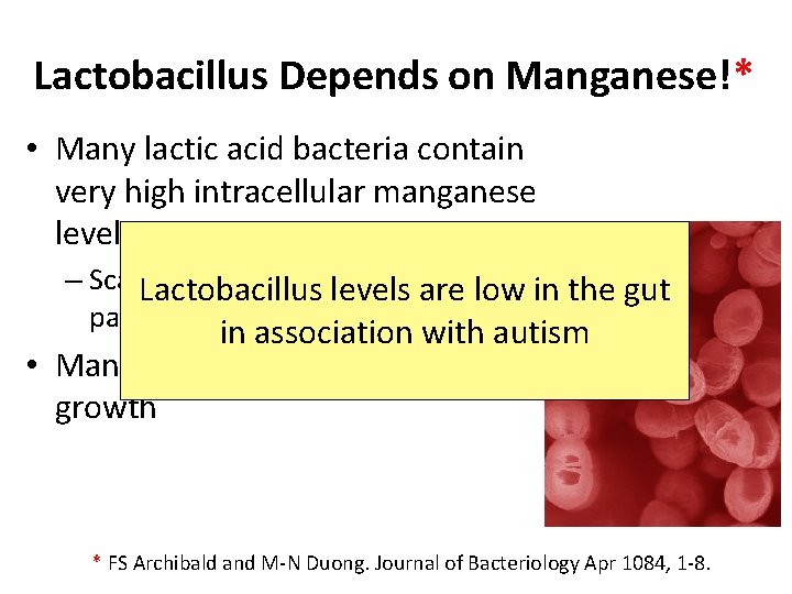 Lactobacillus Depends on Manganese!* • Many lactic acid bacteria contain very high intracellular manganese