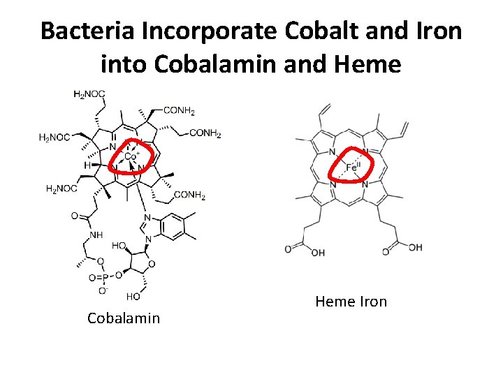 Bacteria Incorporate Cobalt and Iron into Cobalamin and Heme Cobalamin Heme Iron 