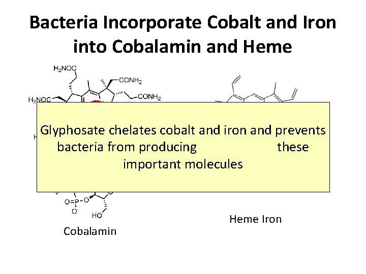 Bacteria Incorporate Cobalt and Iron into Cobalamin and Heme Glyphosate chelates cobalt and iron