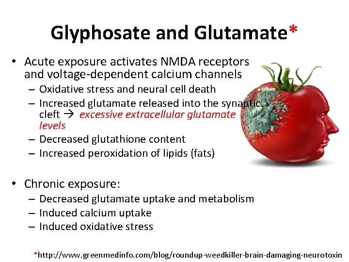 Glyphosate and Glutamate* • Acute exposure activates NMDA receptors and voltage-dependent calcium channels –